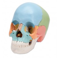 Cráneo desmontable - 22 piezas - Versión didáctica