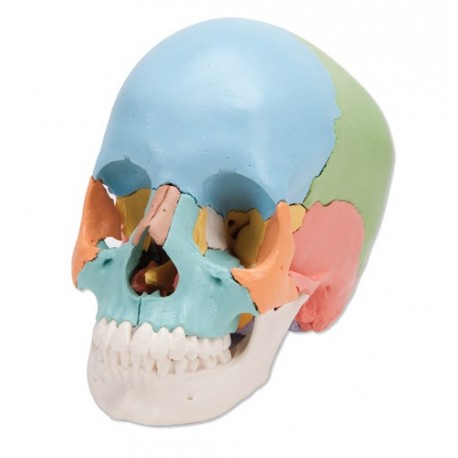 Cráneo desmontable - 22 piezas - Versión didáctica