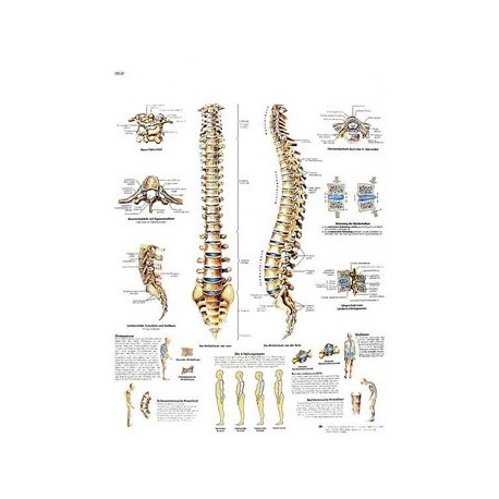 Lámina "La columna vertebral - Anatomía y patología"