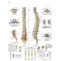 Lámina "La columna vertebral - Anatomía y patología"