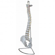 Columna vertebral Didáctica con hernia de disco