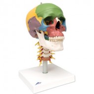 Cráneo clásico didáctico con columna cervical, 4 partes